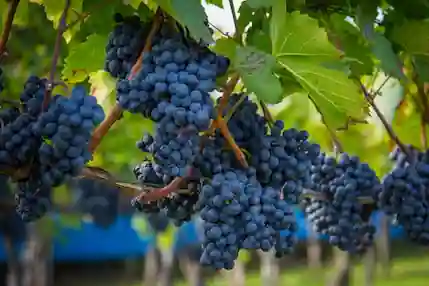 La filière viti-vinicole, élément constitutif de l’identité girondine